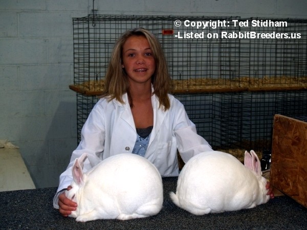 New Zealand Rabbits